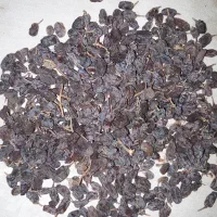 کشمش آفتابی