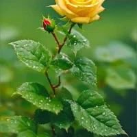 بره فروشی پرواری