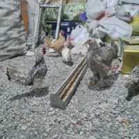 مرغ خروس تخم گذارسبرایت بوف برهما مینیاتوری چینی