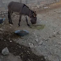 یک خر نر فروشی