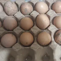 تخم مرغ لاری