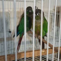 جفت مولد گرینچیک جفت قناری نرو ماده|پرنده|فردوس (خراسان), |دیوار