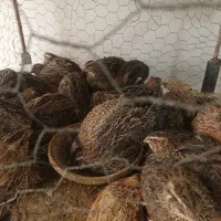 بلدرچین تازه چاق