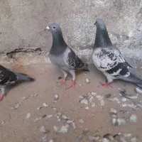 کبوتر پلاکی