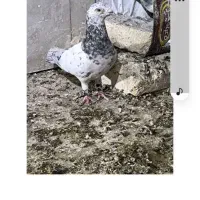 سرورنر|حراج|مشهد, کشف|دیوار