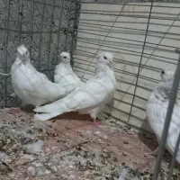 مفلق چشمو نوک سفید نوک ریز|پرنده|خمینیشهر, |دیوار