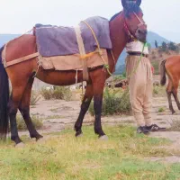 اسب مادیان با کره