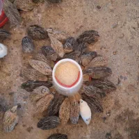 بلدرچین تخم گذار