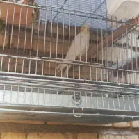 عروس هلندی لوتینو