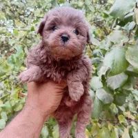 توله آپارتمانی|سگ|هشتگرد, هشتگرد قدیم|دیوار