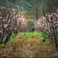 راهنمایی  میکنم