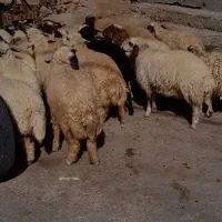 بره یاکاور|حیوانات مزرعه|آبدانان, |دیوار