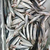 ماهی بوشهر صید قایق در سپیدان