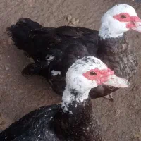 اردک اسراییلی|حیوانات مزرعه|رودسر, |دیوار