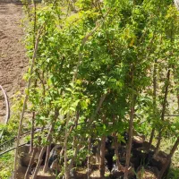 نهال گلدانی دو ساله گیلاس،آلبالو فرنگی،زدآلو،هلو