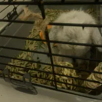 واگذاری خرگوش شیطون همراه با وسایل