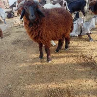 ۱۰ماهه|حیوانات مزرعه|چمران, |دیوار