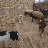سگ گله|سگ|مشکان, |دیوار