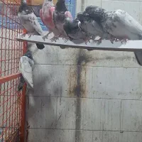 شیخ بلند گرد|پرنده|بندر ماهشهر, |دیوار