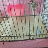 سهره کرمانی نر|پرنده|اقبالیه, |دیوار