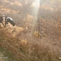 فروش دو عدد بزغاله نژاد دار ابستن