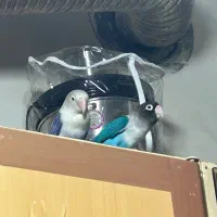 فروش جفت کوتوله با قفس بزرگ و وسایل کامل