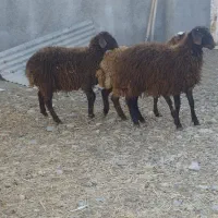 بره قوچ همو