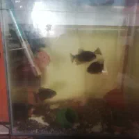 سرگرمی وفراغت