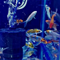 کوی. تترا. پنگوسی