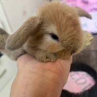 خرگوش لوپ اصیل 2عدد