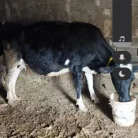 دوتاگاوشش دندان