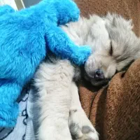 میکس شیتزووتریدر