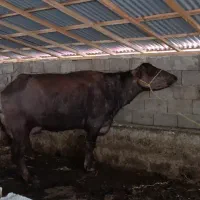 گاومیش دورگ چاق اماده کشتار|حیوانات مزرعه|رضوانشهر, |دیوار