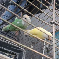 طوطی برزیلی کوتله