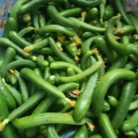 خیار ریز خیارشوری