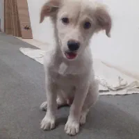 فروش یا واگذاری سگ