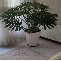 برگ انجیری مانسترای بزرگ|گل و گیاه طبیعی|اصفهان, کوی امام|دیوار