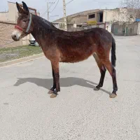 فروش 4عدد قاطر