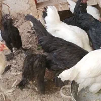 خروس مرندی|حیوانات مزرعه|آران و بیدگل, |دیوار