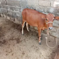 چربی بالا