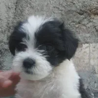 توله مینیاتوری