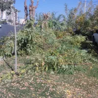 خرید چوب وبرش شاخه زنی|خدمات باغبانی و درختکاری|ارومیه, |دیوار