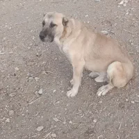 واگذاری سگ سرابی