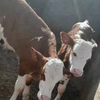 گوساله سیمینتال