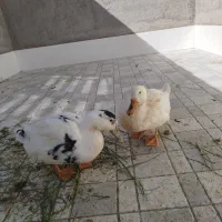 یک جفت اردک