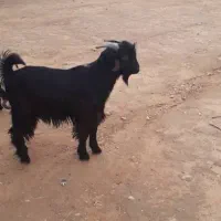 ۵ راس بیگ نر پرواری چاق چاق و یع تیشتر نر بهده|حیوانات مزرعه|اندیکا, |دیوار