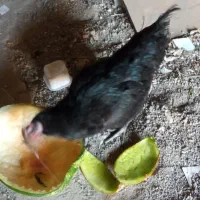 مرغ بومی بالغ