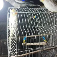 عروس هلندی|پرنده|نشتارود, |دیوار