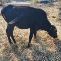 فروش گوساله ماده