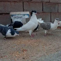 8عدد کبوتر سرحال|پرنده|شامکان, |دیوار